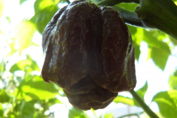 Chocolate Morunga Scorpion 18