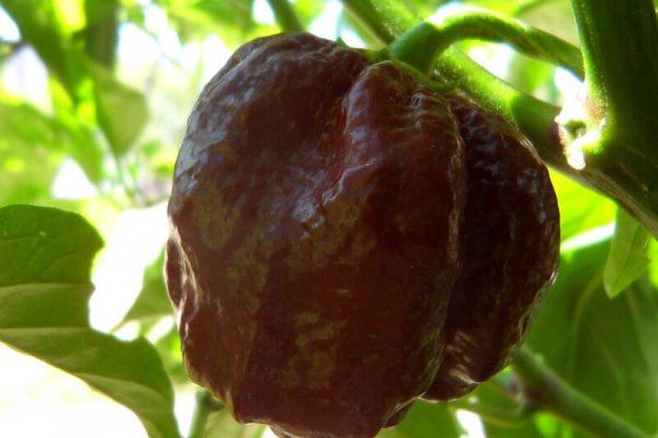 Chocolate Morunga Scorpion 19
