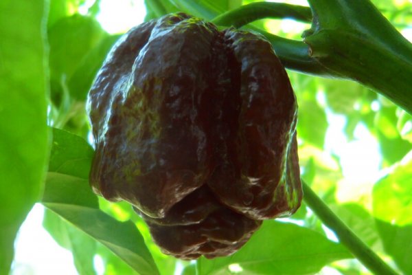 Chocolate Morunga Scorpion 21