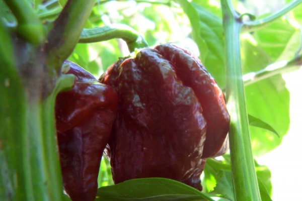 Chocolate Morunga Scorpion 23