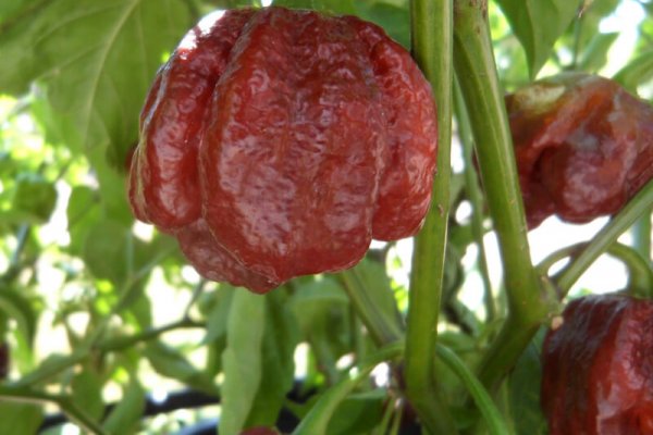 Chocolate Morunga Scorpion 24