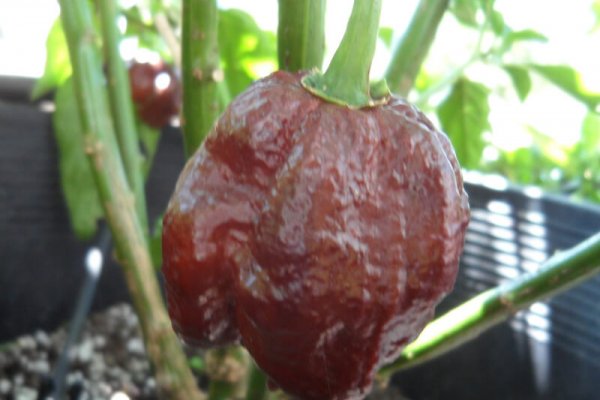 Chocolate Morunga Scorpion 25