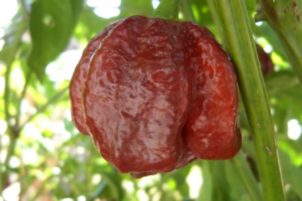 Chocolate Moruga Scorpion Super Hot Chiles