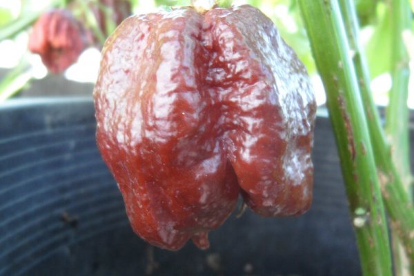 Chocolate Morunga Scorpion 27