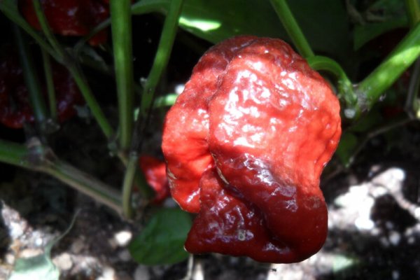 Chocolate Morunga Scorpion 29