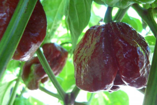 Chocolate Morunga Scorpion 3