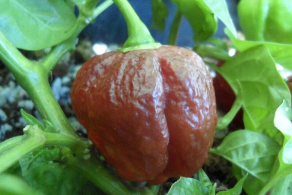 Chocolate Morunga Scorpion 32