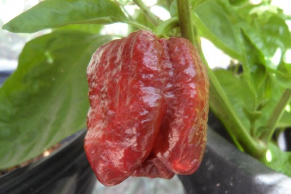 Chocolate Morunga Scorpion 4