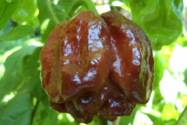 Chocolate Morunga Scorpion 5