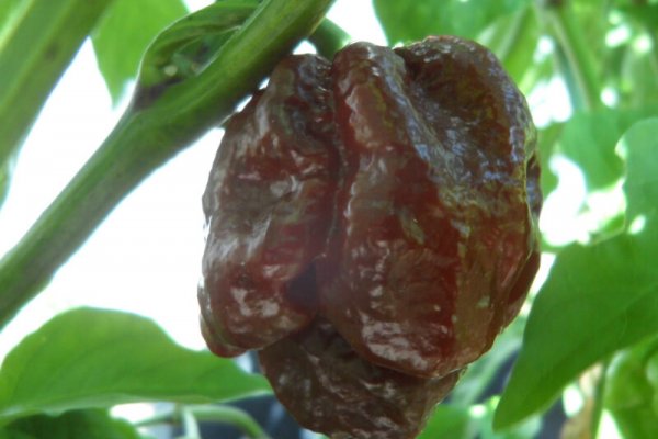 Chocolate Morunga Scorpion 6