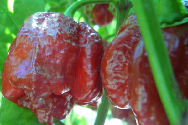 Chocolate Morunga Scorpion 8