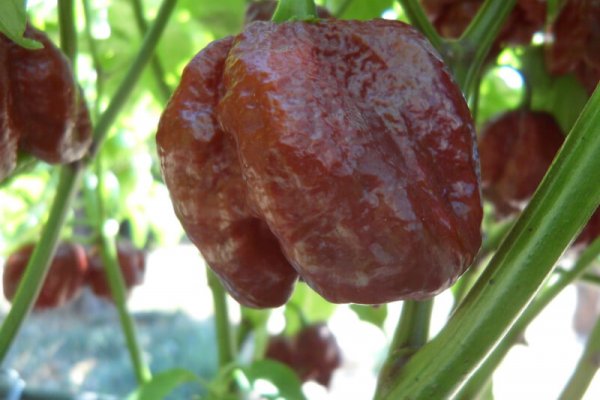 Chocolate Morunga Scorpion 9