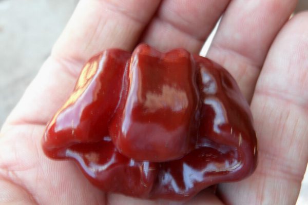 Chocolate Scotch Bonnet 3