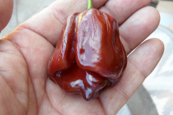 Chocolate Scotch Bonnet 7