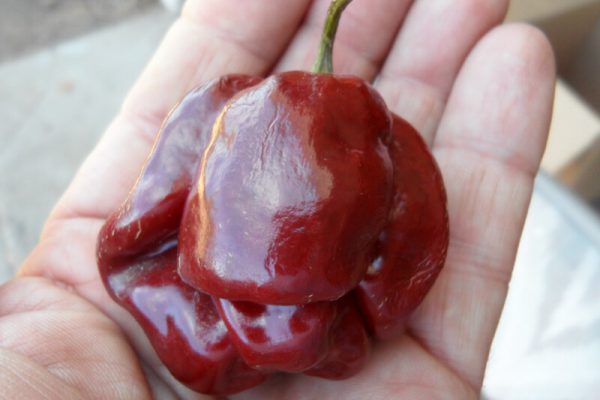 Chocolate Scotch Bonnet 8