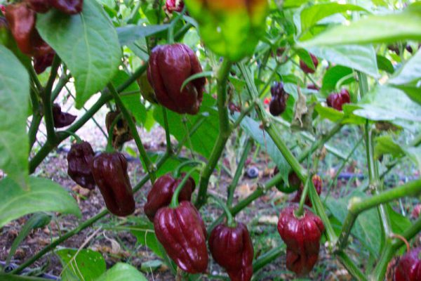 Congo Black 7