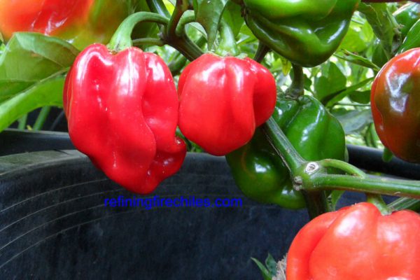 Congo Red Trinidad 6