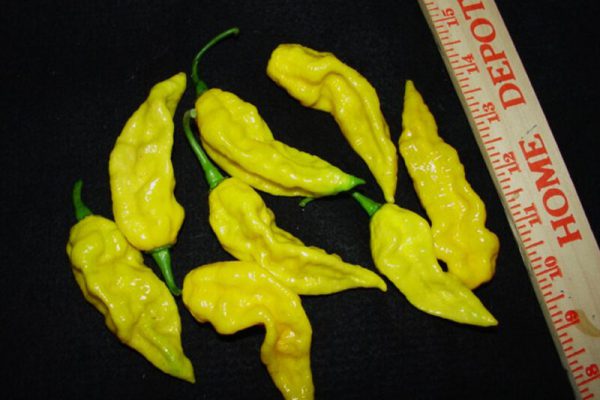 Devils Tongue 10