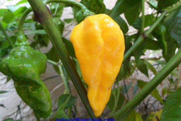 Devils Tongue 7