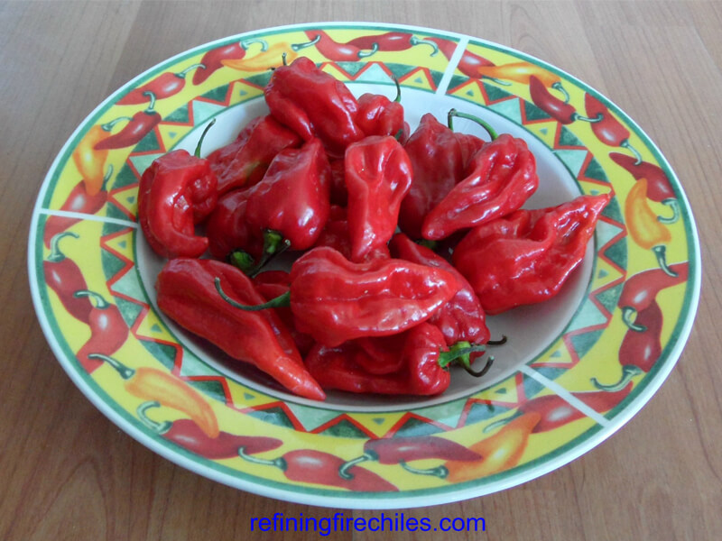 Devils Tounge Red 16