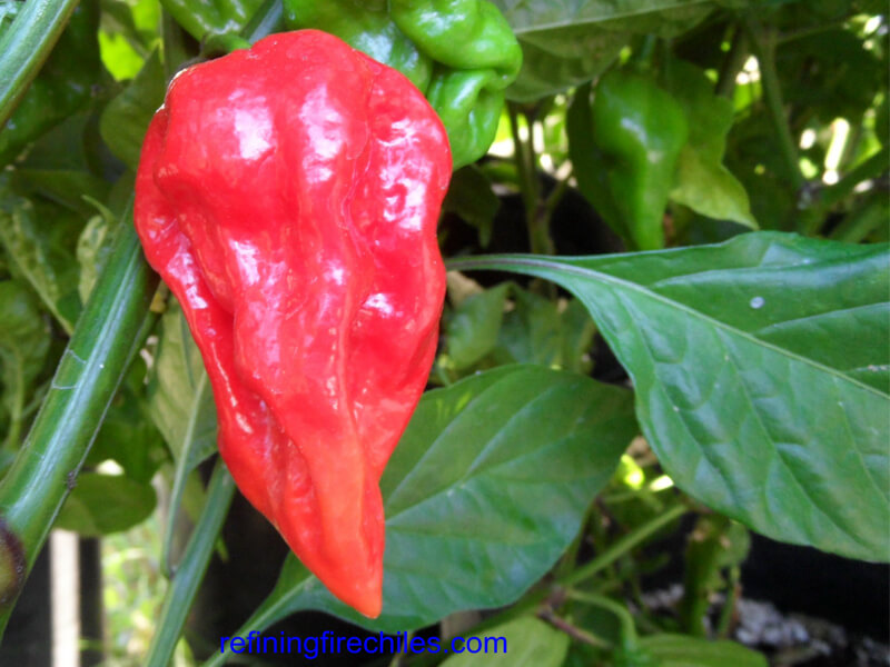 Devils Tounge Red 19