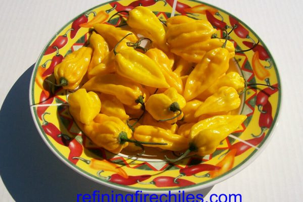 Fatalii 1