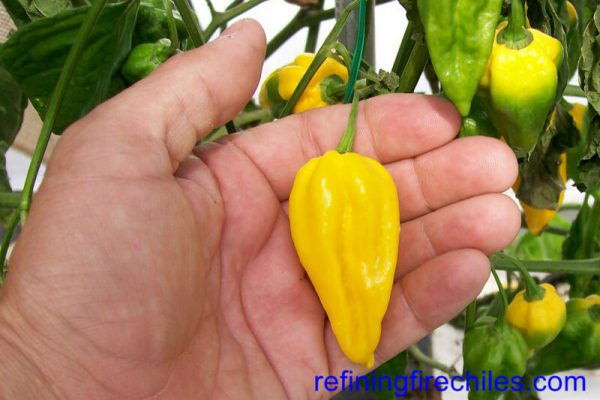 Fatalii 5
