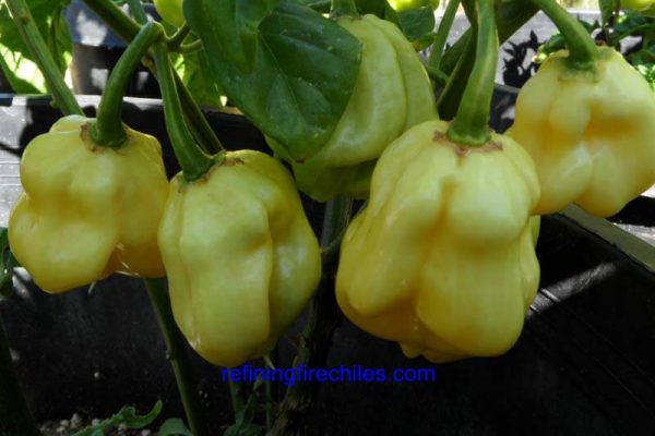 Giant White Habanero 1