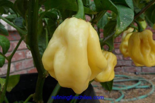 Giant White Habanero 10