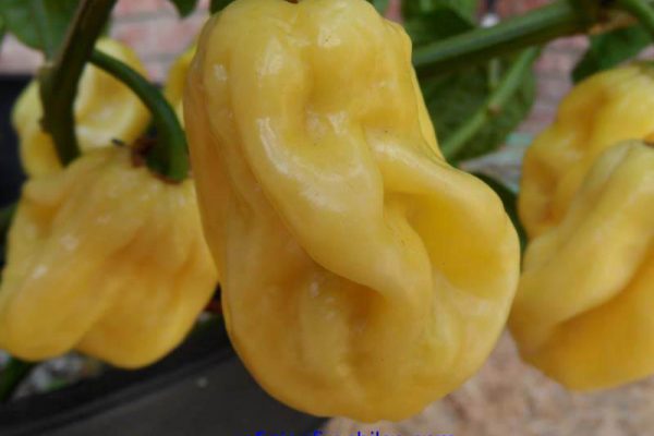 Giant White Habanero 11