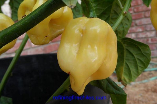 Giant White Habanero 12