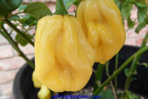 Giant White Habanero 13
