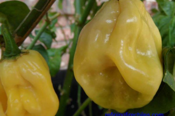 Giant White Habanero 14