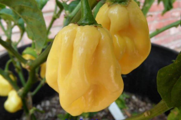 Giant White Habanero 15