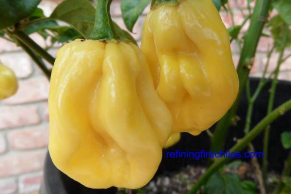 Giant White Habanero 16