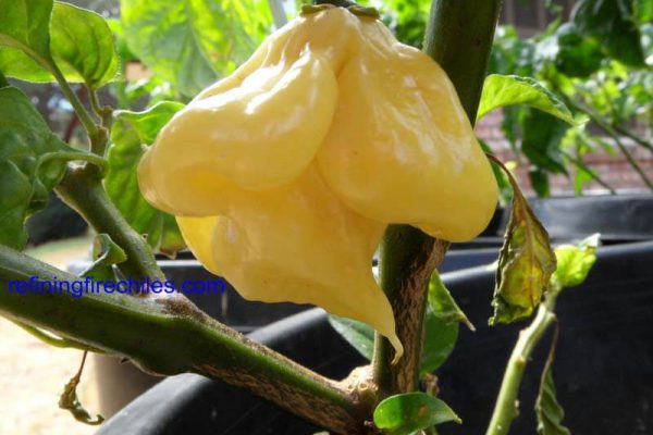Giant White Habanero 17