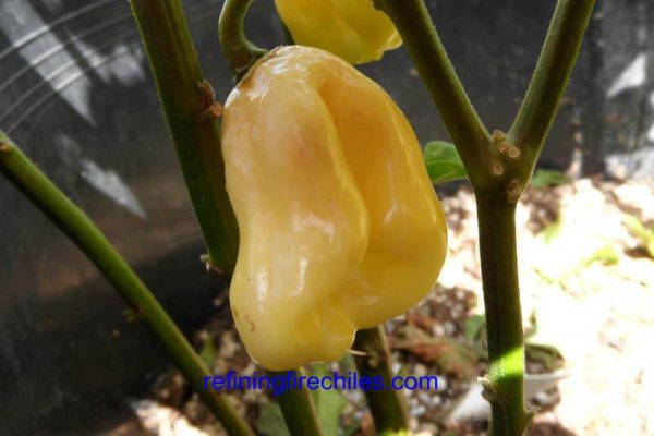 Giant White Habanero 18