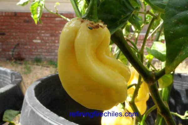 Giant White Habanero 19