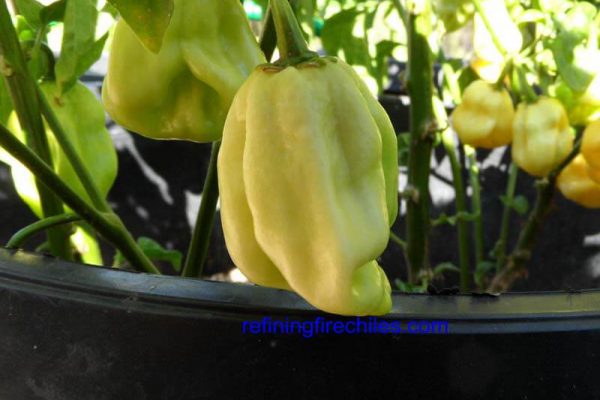 Giant White Habanero 2