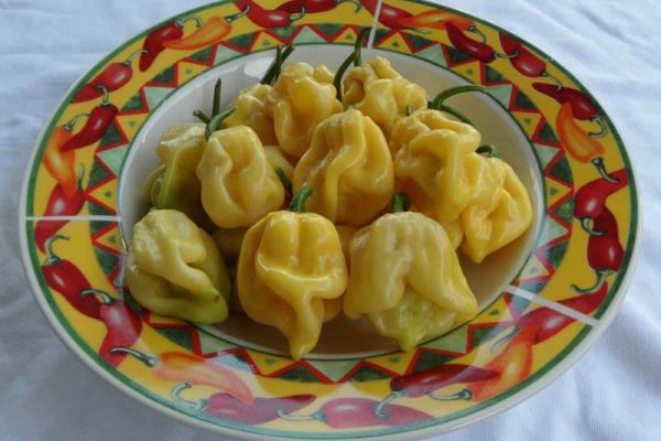 Giant White Habanero 20