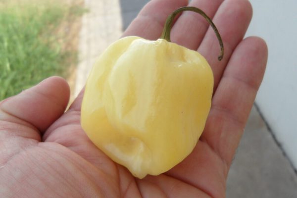 Giant White Habanero 21