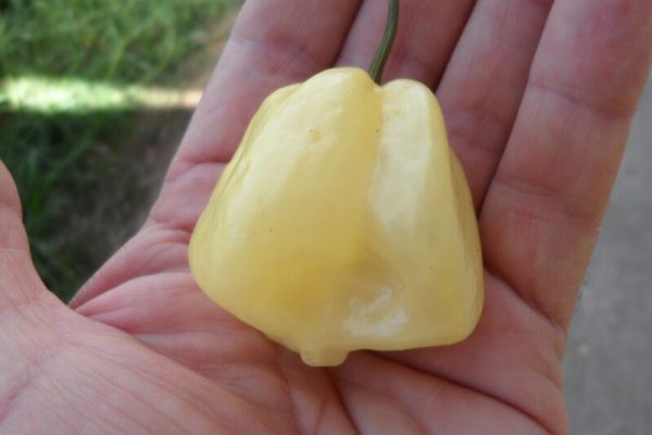 Giant White Habanero 22