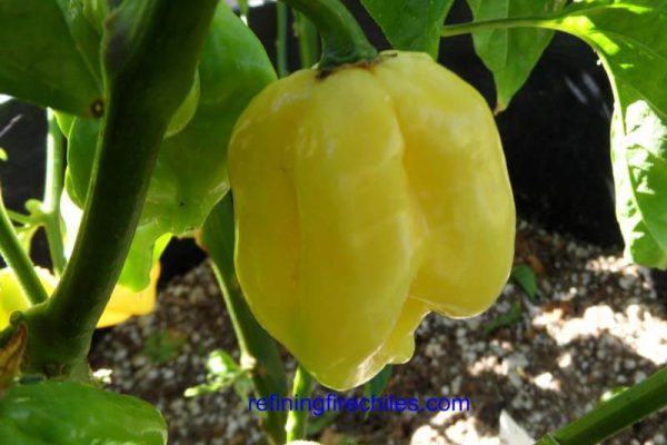 Giant White Habanero 3