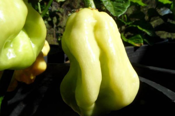 Giant White Habanero 4