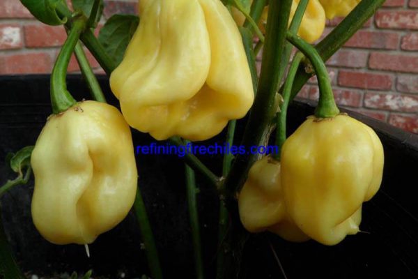 Giant White Habanero 5