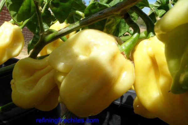 Giant White Habanero 6
