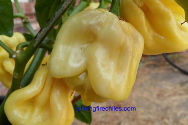 Giant White Habanero 8