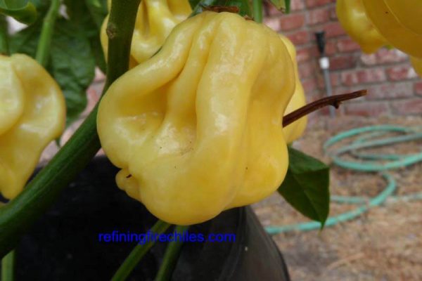Giant White Habanero 9