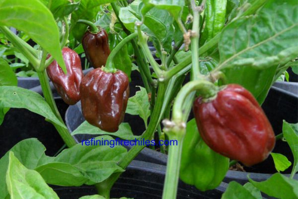 Jamaican Chocolate Habanero 1