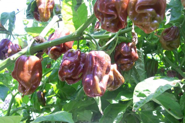 Jamaican Chocolate Habanero 10